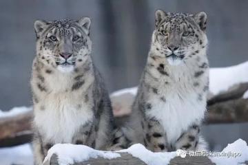 稀有雪豹因冠病去世；马国确诊病例稳定