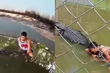 以为鳄鱼是“雕像”  男子闯菲动物园禁区图合照惨遭撕咬