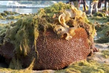 研究人员估计 我国海域5%珊瑚已经死亡