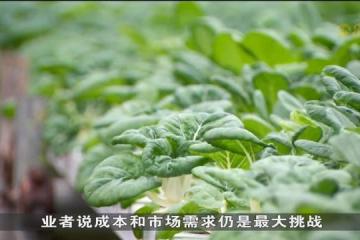 本地蔬菜和海鲜产量呈下滑趋势 海鲜产量达十年来最低水平