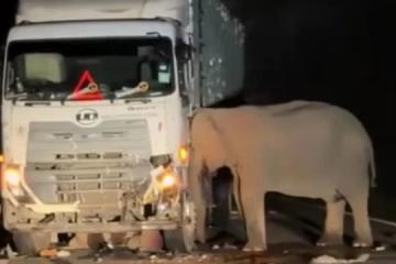 小象过马路遭撞死卷入车底 母象紧挨罗厘死守至天明