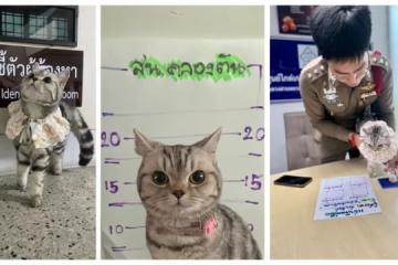 顽劣猫咪多次“袭警” 泰国警方将它逮捕拍下“嫌犯照”