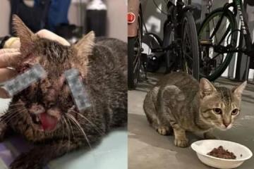 榜鹅社区猫遭虐 颜金勇吁善待动物组屋将贴关爱猫儿海报