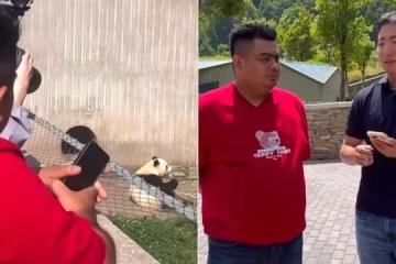 马国奶爸陪熊猫回国 意外在中国社媒爆红