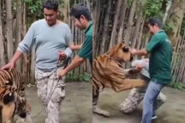游泰国普吉岛与老虎合照 印度游客遭老虎突然攻击
