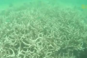 全球气候变迁冲击海洋生态 水下无人机提供更详尽和珍贵的数据