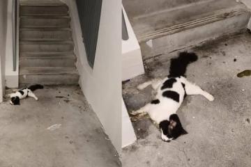 义顺再有猫疑遭虐死 公园局展开调查