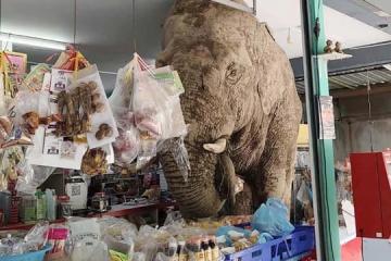 “庞然大物”闯泰国杂货店 原来是大野象登门嗑零食