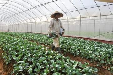 政府推动本地农场提升产量与能力 扩大食物来源地保障安全