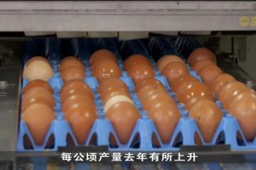 创新方案带动 本地鸡蛋蔬菜海鲜每公顷产量上升