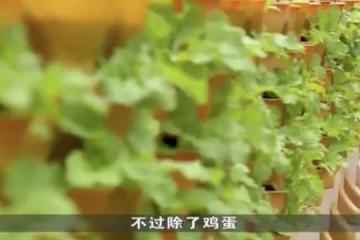 本地鸡蛋蔬菜产量有上升 食物消耗量则下滑