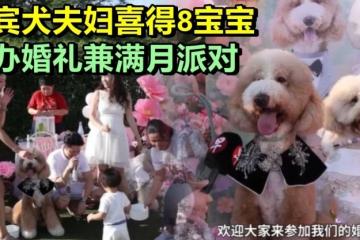 贵宾犬夫妇喜得8宝宝  豪办婚礼兼满月派对